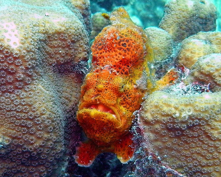 Frogfish II